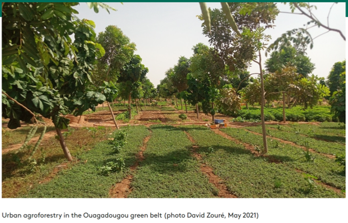 Urban agroforestry in the Ouagadougou green belt