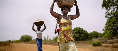 Women carrying cotton. 