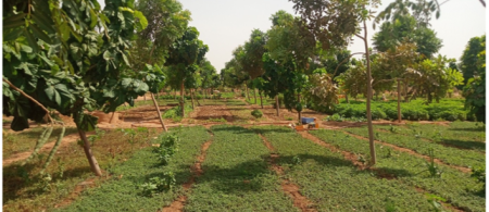 Urban agroforestry in the Ouagadougou green belt