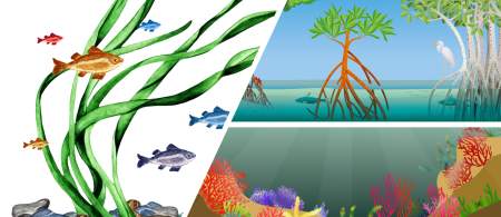 The power of three: mangroves, seagrass and coral
