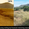 Before and after only using livestock management